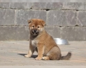 Shiba inu štěňátko s průkazem původu