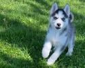 Sibiřský husky štěňata s pp