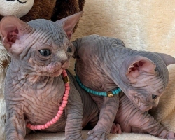 Kanadský sphynx