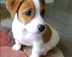 Jack russell terier klučík