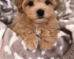 Maltské/Maltipoo mix štěňata