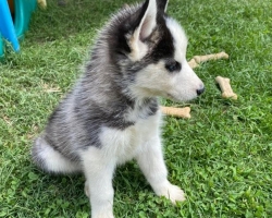 Sibiřský husky štěňata s pp