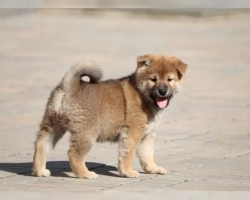Shiba inu štěňátko s průkazem původu