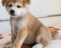 Akita Inu