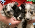 Šeltie - Sheltie z Karlova hrádku