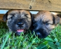 Irish Soft Coated Wheaten Terrier