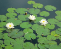 Leknín bílý (Nymphaea Alba)
