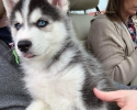 Štěňátka sibiřský husky