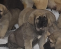Španělský mastin- nabízíme štěňátka k odběru