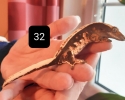 Pagekon řasnatý