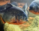 Piraně dravá