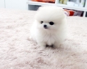 Pomeranian Mini