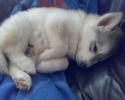 Sibiřští husky štěňata sPP