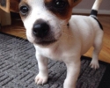 Jack russell terier klučík