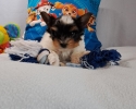 Jorkširský Terrier  biewer 