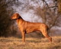 Přijímáme rezervace na štěňátka Rhodésky ridgeback s PP