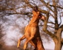 Přijímáme rezervace na štěňátka Rhodésky ridgeback s PP