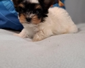 Jorkširský Terrier  biewer 