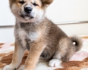Akita Inu