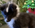 Šeltie - Sheltie z Karlova hrádku