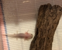 Axolotl mexický (Ambystoma mexicanum)