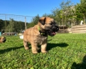 Irish Soft Coated Wheaten Terrier