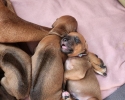 Přijímáme rezervace na štěňátka Rhodésky ridgeback s PP
