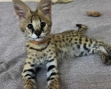 Výjimečný vrh koťat Serval a Savannah the caracal