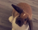 Králík lop