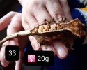 Pagekon řasnatý