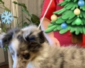 Šeltie - Sheltie z Karlova hrádku