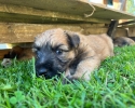 Irish Soft Coated Wheaten Terrier