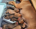 Přijímáme rezervace na štěňátka Rhodésky ridgeback s PP