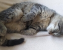 Ragdoll a kočka Evropská 