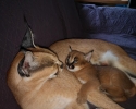 Výjimečný vrh koťat Serval a Savannah the caracal