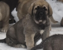 Španělský mastin- nabízíme štěňátka k odběru