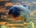 Piraně dravá