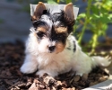 Jorkširský Terrier  biewer 