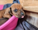 Přijímáme rezervace na štěňátka Rhodésky ridgeback s PP