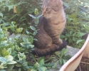 Ragdoll a kočka Evropská 
