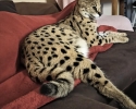 Výjimečný vrh koťat Serval a Savannah the caracal
