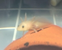 Axolotl mexický (Ambystoma mexicanum)