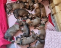 Přijímáme rezervace na štěňátka Rhodésky ridgeback s PP