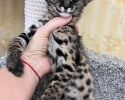 Výjimečný vrh koťat Serval a Savannah the caracal