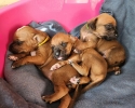 Přijímáme rezervace na štěňátka Rhodésky ridgeback s PP
