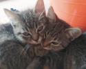 Ragdoll a kočka Evropská 