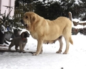 Španělský mastin- nabízíme štěňátka k odběru