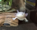 Axolotl mexický (Ambystoma mexicanum)