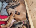 Přijímáme rezervace na štěňátka Rhodésky ridgeback s PP