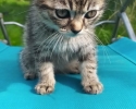 Ragdoll a kočka Evropská 